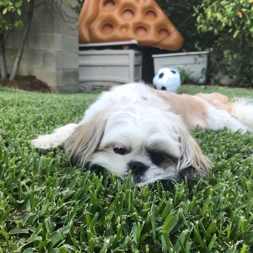 Meet your Posher, Tehya